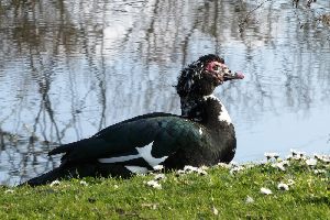 1. Technical and functional principles of a modern water well