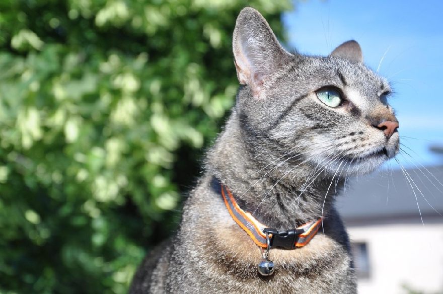 Katze